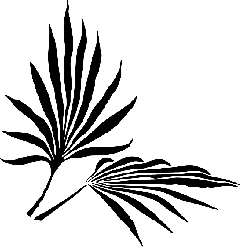 Palm Fronds Png « Search Results « Landscaping Gallery - Palm Leaf Silhouette Png (800x819)