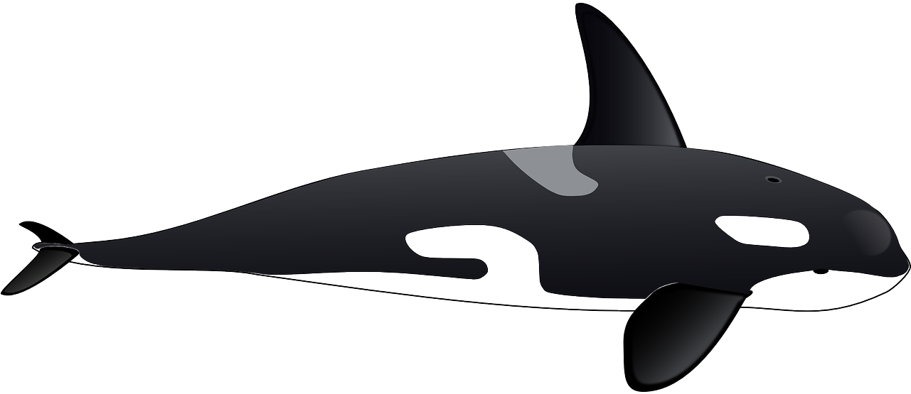 Killer Whale Dolphin Clip Art - Killer Whale Clipart (1280x640)
