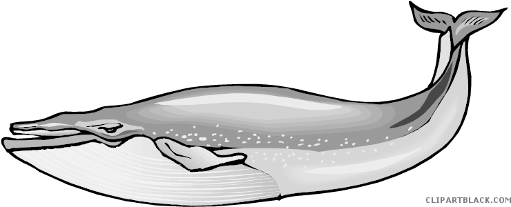 Blue Whale Animal Free Black White Clipart Images Clipartblack - Humpback Whale Female Whale Clipart (750x313)