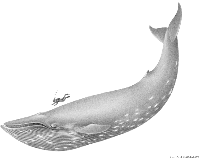 Blue Whale Animal Free Black White Clipart Images Clipartblack - Blue Whale Human Scale (874x692)