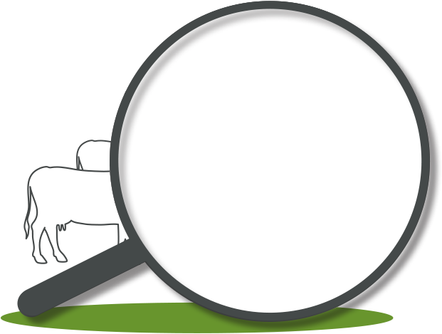 Best Neck Collar For Cows & Heifers - S.a.e. Afikim (711x474)