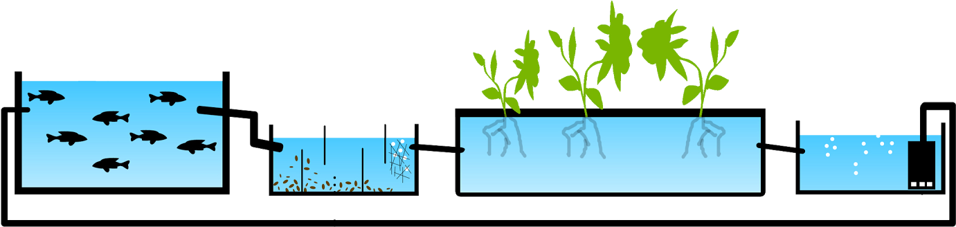 Starter Plants Take - Aquaponic Greenhouse Design (1600x377)
