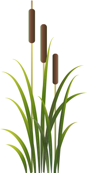 Request A Song Call 401-3000 - Cat Tail Plant Transparent (315x571)