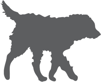 Top Quality Australian Labradoodle Dogs Arch View Labradoodles - Labradoodle Silhouette (437x326)