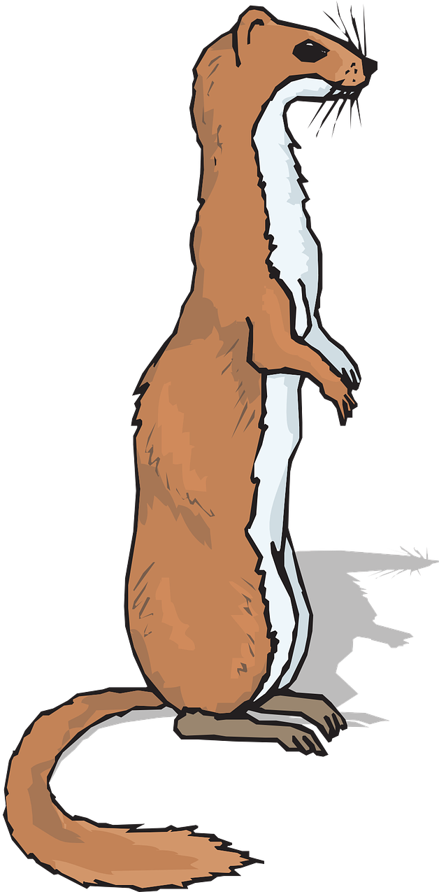 Ferret Clipart (640x1280)