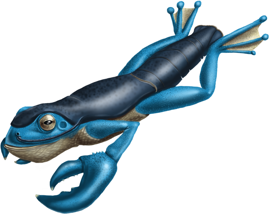 Nephur By Ceratia - Frog (932x858)