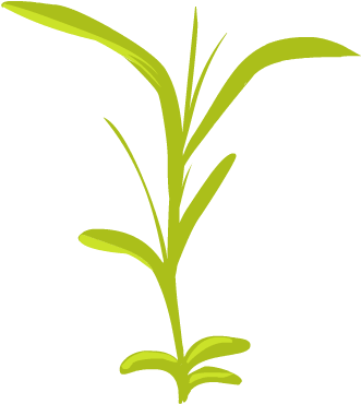 Frogs Start Life As Tadpoles - Frogs Start Life As Tadpoles (353x400)