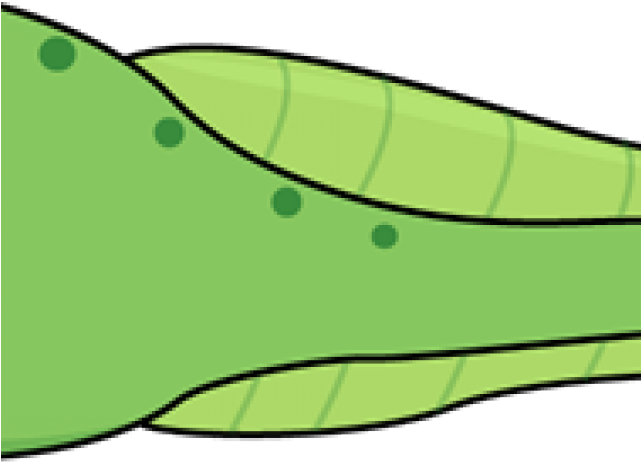 Tadpole Clipart Hind Leg - Tadpole Clipart Hind Leg (640x480)