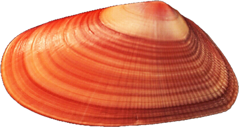 Orange Mussel Seashell By Jeanicebartzen27 - Seashell (878x477)