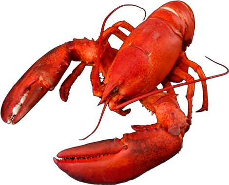 Click Here Lobster - Lobster (481x398)