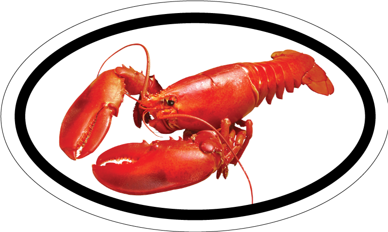 Red Lobster Maine Bumper Sticker - Pop Skip The Rope (800x480)