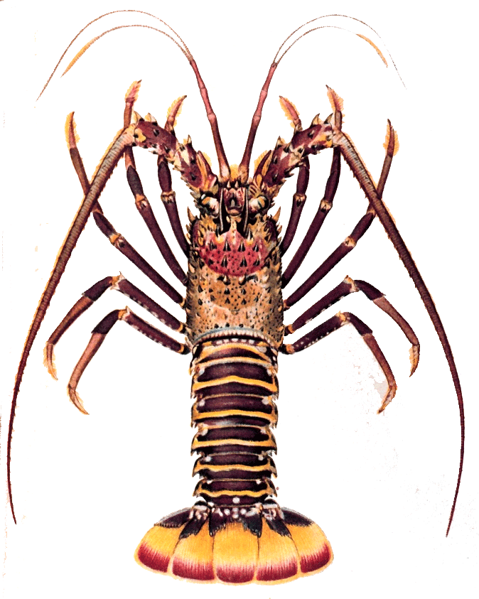 Crayfish Clipart Kawaii - Spiny Lobster Clip Art (674x843)