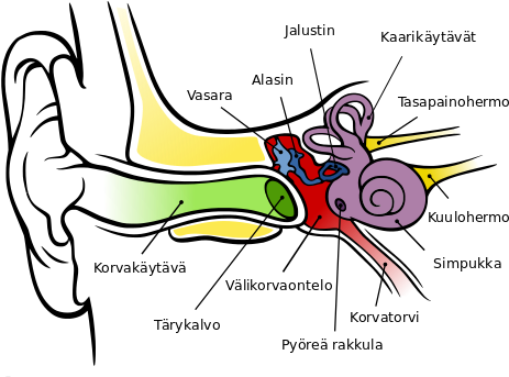 Anatomy Of Ear Coloring File The Human Fi Svg Wikimedia - Anatomy Of The Human Ear (500x375)