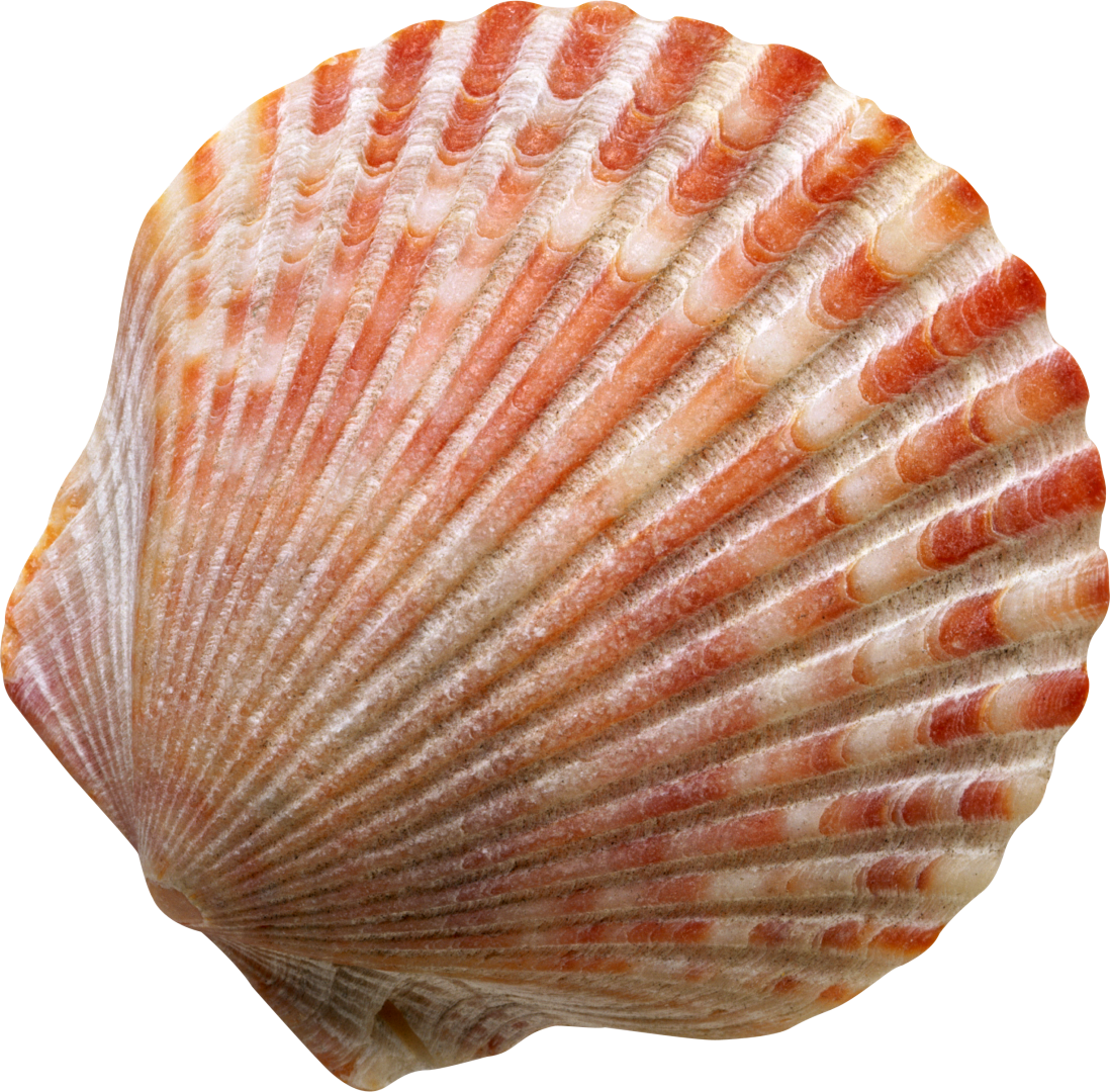 Seashell Clip Art - Concertos Op. 10 Nos. (1098x1080)
