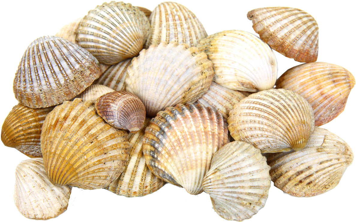 28 Collection Of Seashell Clipart Transparent Background - Sea Shells Transparent (1280x853)