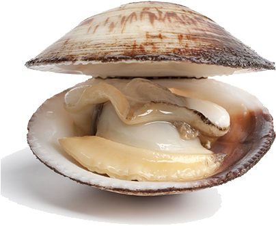 Clam Shell Images Pixabay Download Free Pictures - Toxicic Effects Of Cypermethrin On The Meretrix Meretrix (443x393)