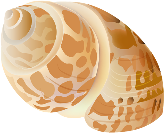 Transparent Seashell Png Picture - Seashell Png (600x493)