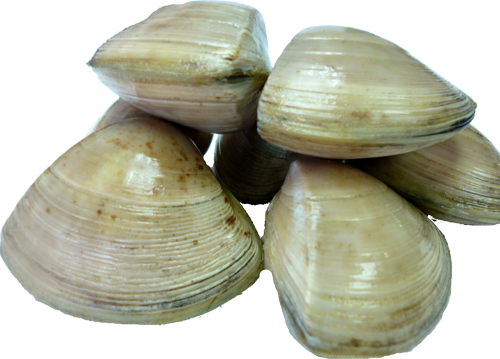 Clams Png Photos - Clams Png (500x359)