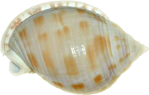 Seashell Yellow Spotted - Scotch Bonnet Shell (533x400)