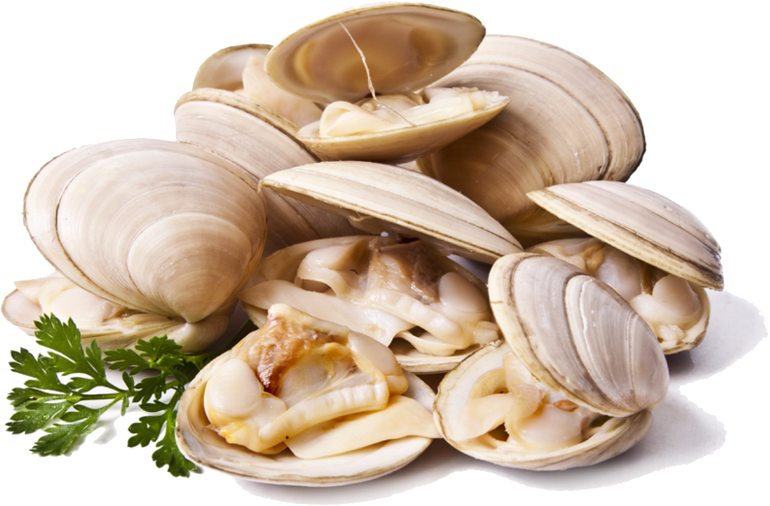 Download Png Image Report - Clams Png (1200x900)