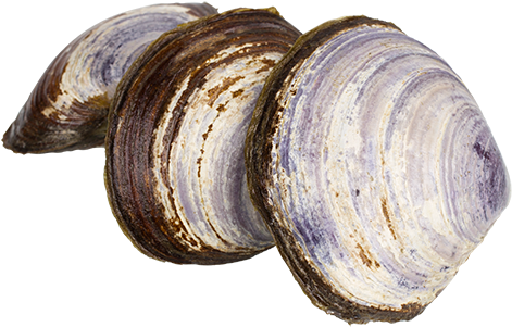 Download Png Image Report - Savoury Clams (575x381)