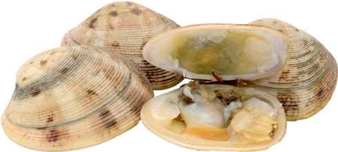 Download Png Image Report - Clams Png (510x300)