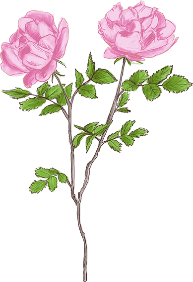 Croquis Fleurs Tiges Rose Crayon Rose - Buttercup (389x567)