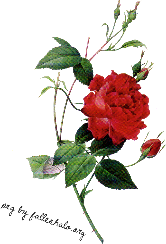 Rose Png By Fallennhalo Rose Png By Fallennhalo - Rose Png (800x1023)