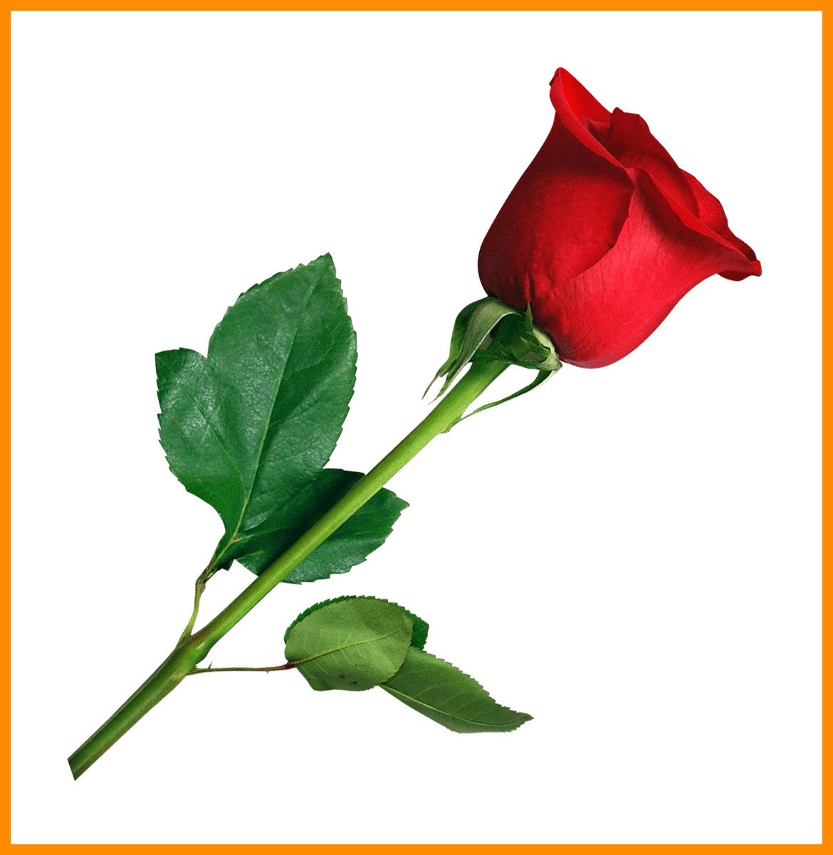 Rose Flower Rose Flower No Background Astonishing Rose - Flower Rose Png (1170x1202)