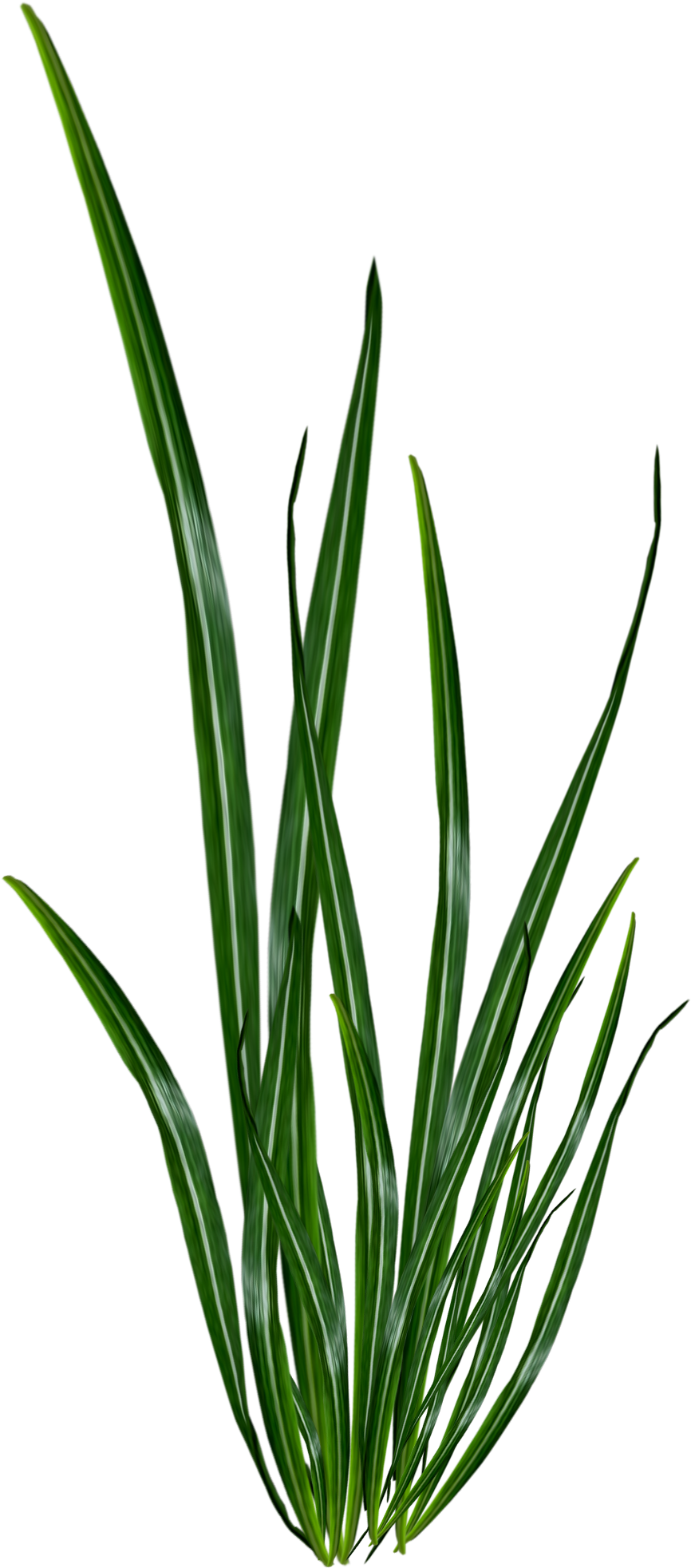 Renders Plante Verte - Portable Network Graphics (1094x2193)