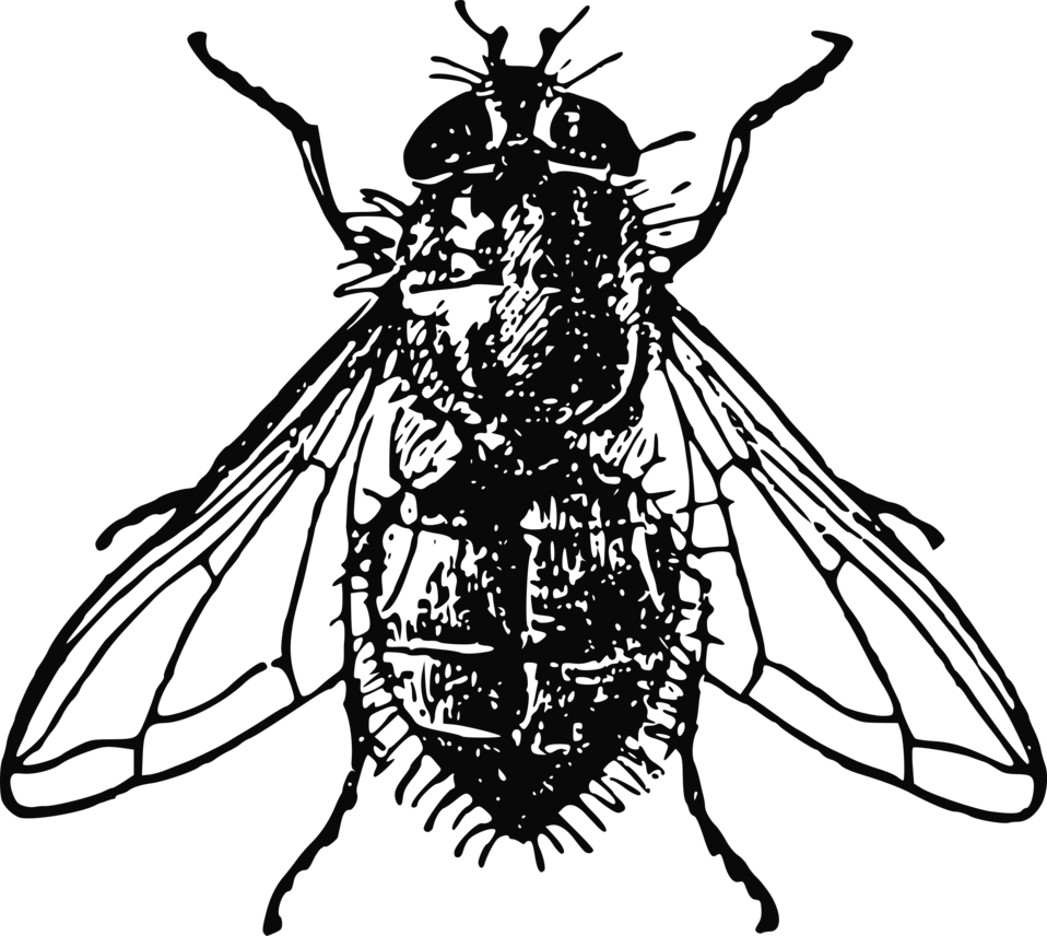 Bugs Clipart House Fly - Fly Illustration (958x856)