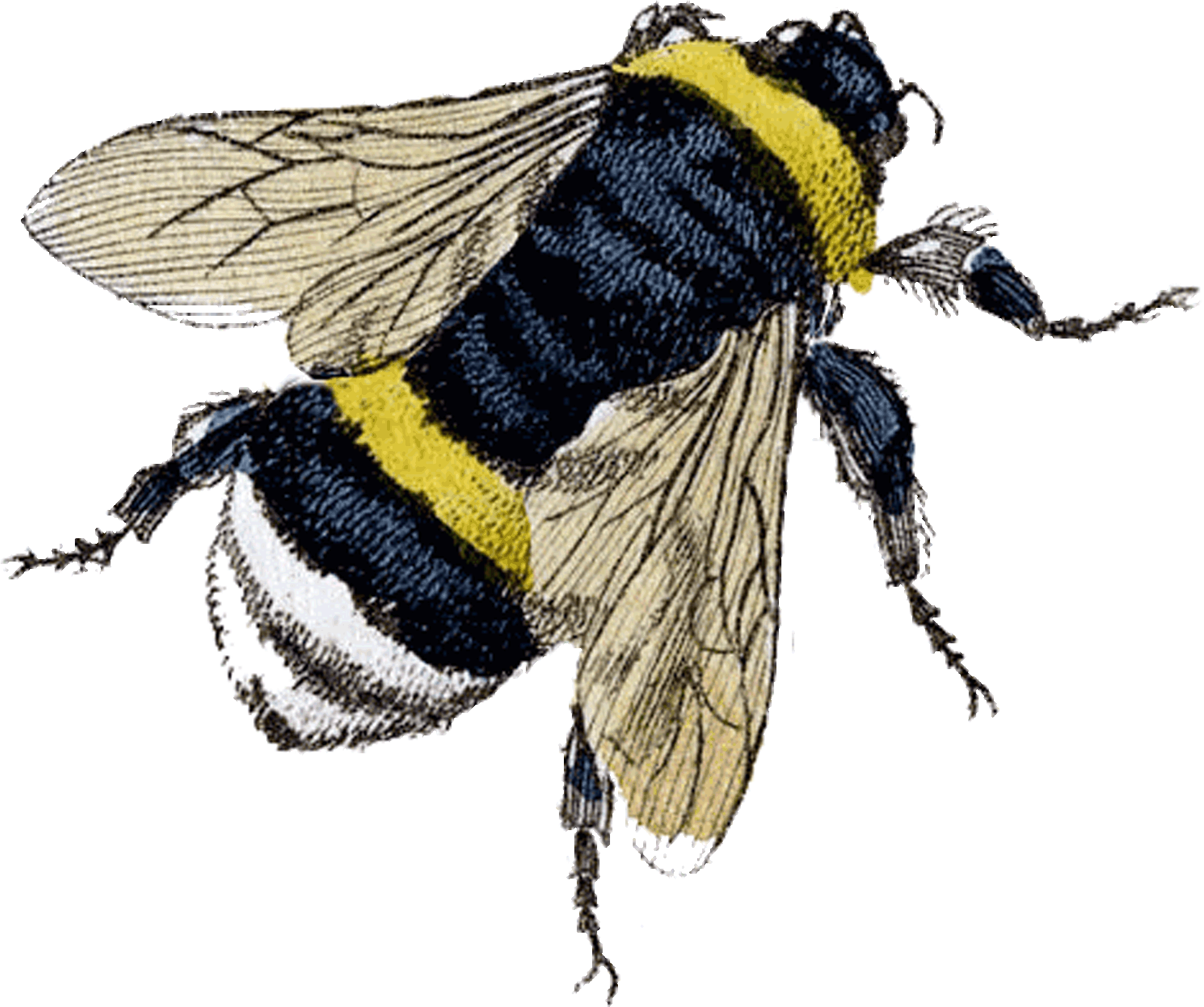 Flying Bee Png Clipart - Bee Vintage (2146x1920)