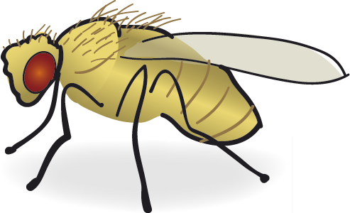 2016 09 07 Release Image - Fruit Fly Drawing (493x300)