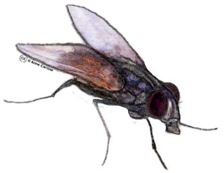 Gratuit Clipart Insectes - Clip Art (462x375)
