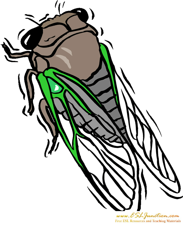 Free Cicada Flashcard - Cicada Whisperer Rectangle Sticker (600x742)