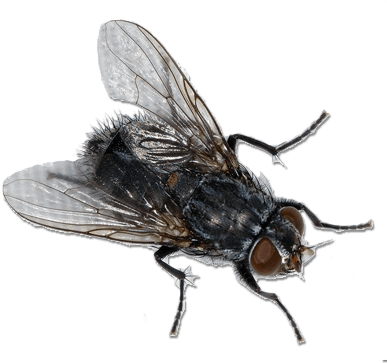 Fly Top View - No Fly Zone Sticker (400x400)