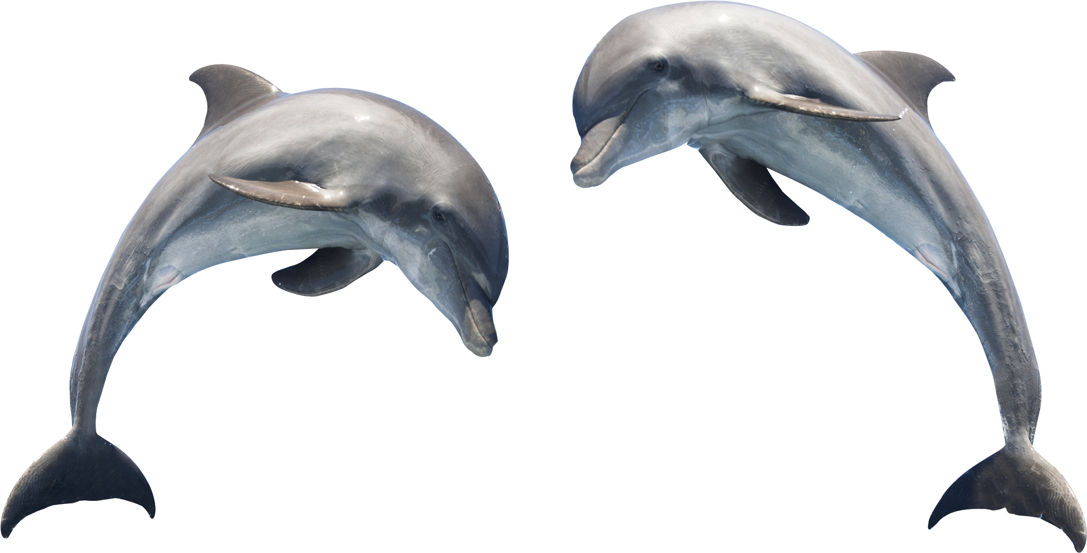 Dolphin Png Transparent Images - Can You Tell A Dolphin From A Porpoise? (2328x1299)