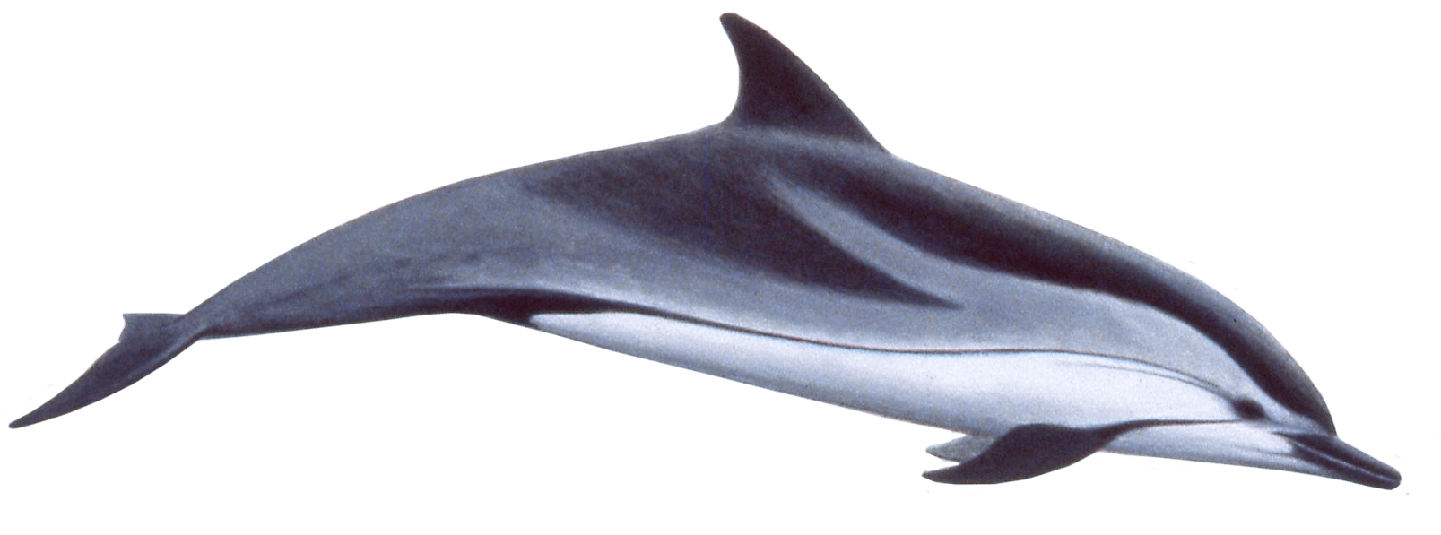 Dolphin Png Clip Art Imageu200b - Dolphin With Stripes (1711x682)