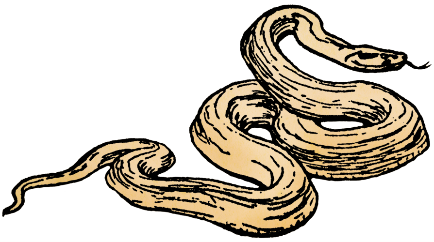 Serpent (894x500)
