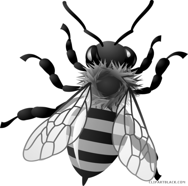 Honey Bee Animal Free Black White Clipart Images Clipartblack - Honey Bee Clipart (640x631)