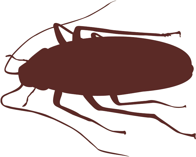 How To Get Rid Of Cockroaches And Other Bugs Bug Buster - Cockroach Silhouette Png (730x588)