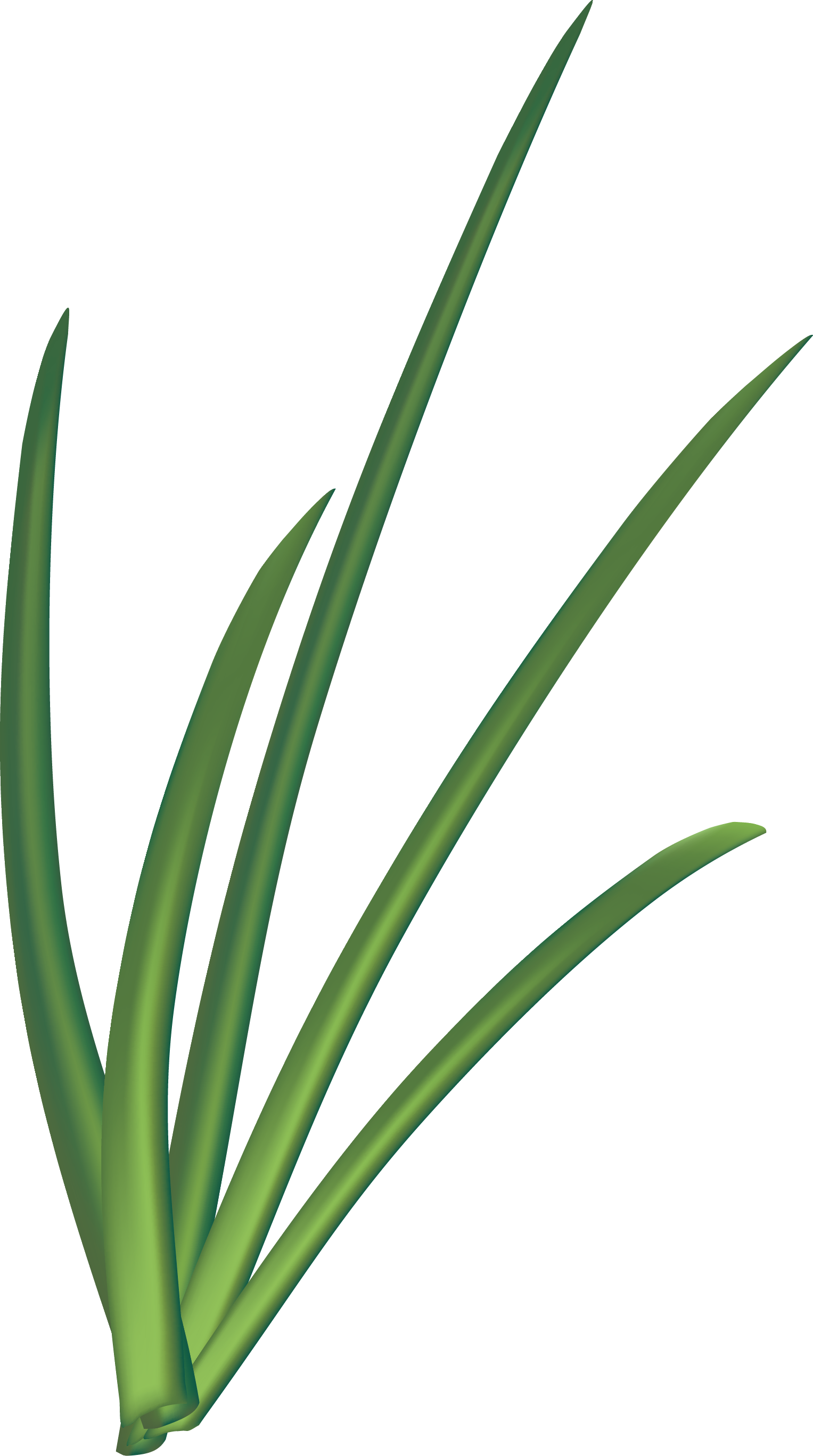 Euclidean Vector Onion Scallion Allium Fistulosum - Sweet Grass (1527x2735)