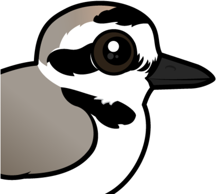 About The Snowy Plover - Snowy Plover (440x440)