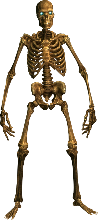 Skeleton Png Image - Png Skeleton (393x883)