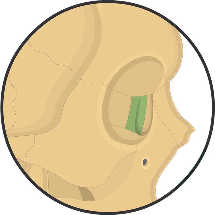 Lacrimal Bone - Lacrimal Bone (1200x831)