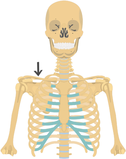 The Clavicle Functions Like A Strut Or Lever Arm To - Clavicle On A Skeleton (550x550)