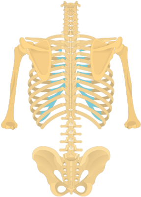 The Anatomical Characteristics Of A Thoracic Vertebra - Skeleton Of The Human Body Anatomy (770x406)