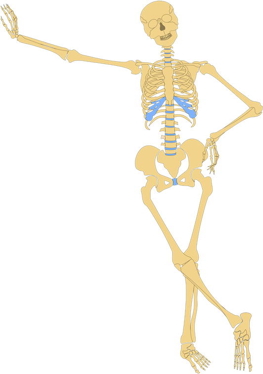 Lean Skeleton - Human Skeleton Outline (541x768)