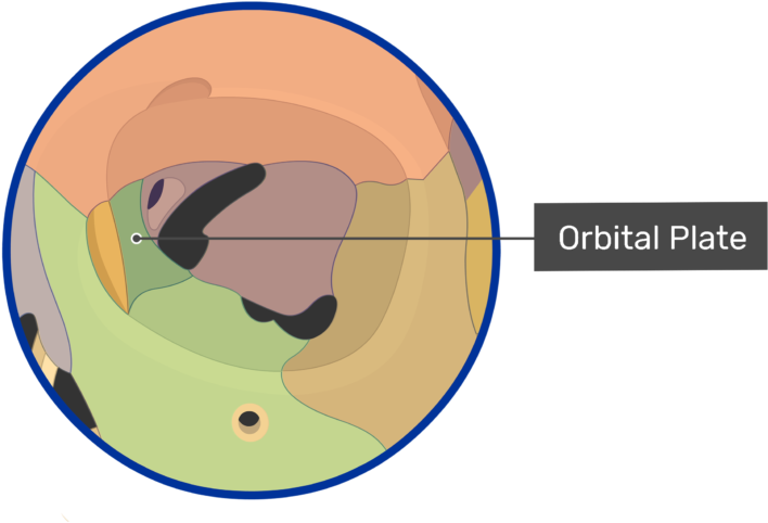 The Orbital Plate Highlighted And Labeled - Orbital Part Of Frontal Bone (770x533)