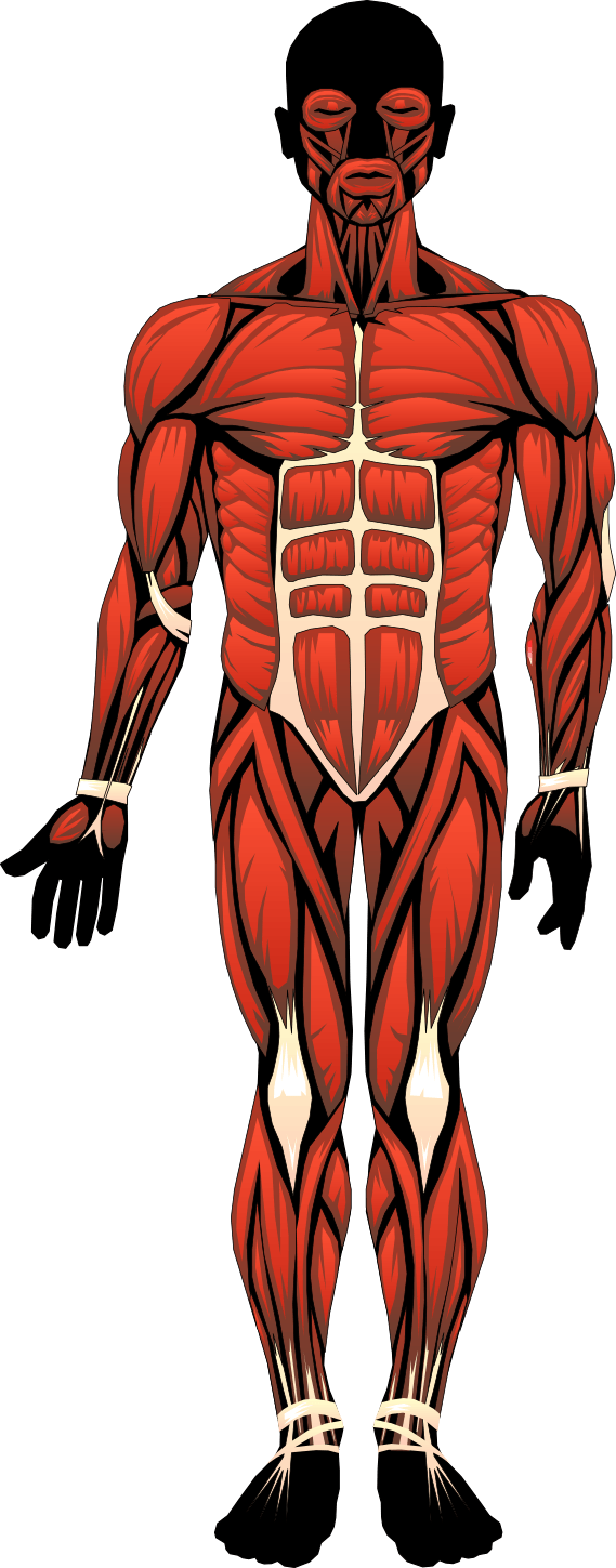 Clipart Anatomy Human Body - Skeletal Muscles Located In The Body (569x1449)